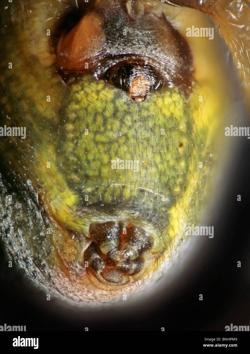 Die Gurke grüne Spinne (Araniella Cucurbitina) Ansicht der Unterseite zeigt Spinndrüsen Stockfoto