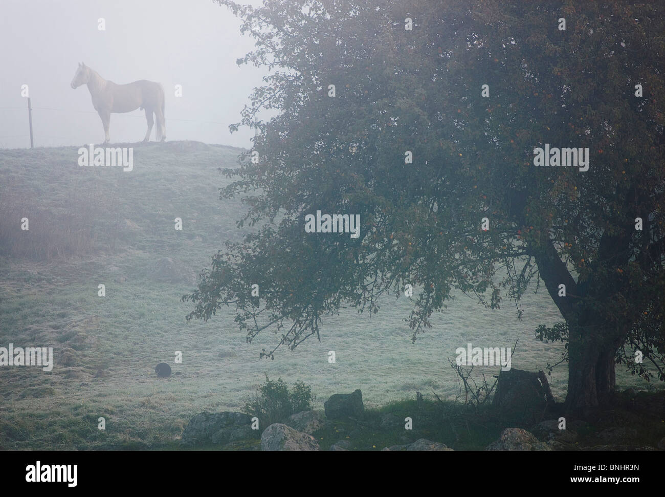 Animal Farm Nebel Grass Grey Day grau High Horse Landschaft Wiese Morgennebel niemand im Freien stehen stehend Nebel Nebel Misty Stockfoto