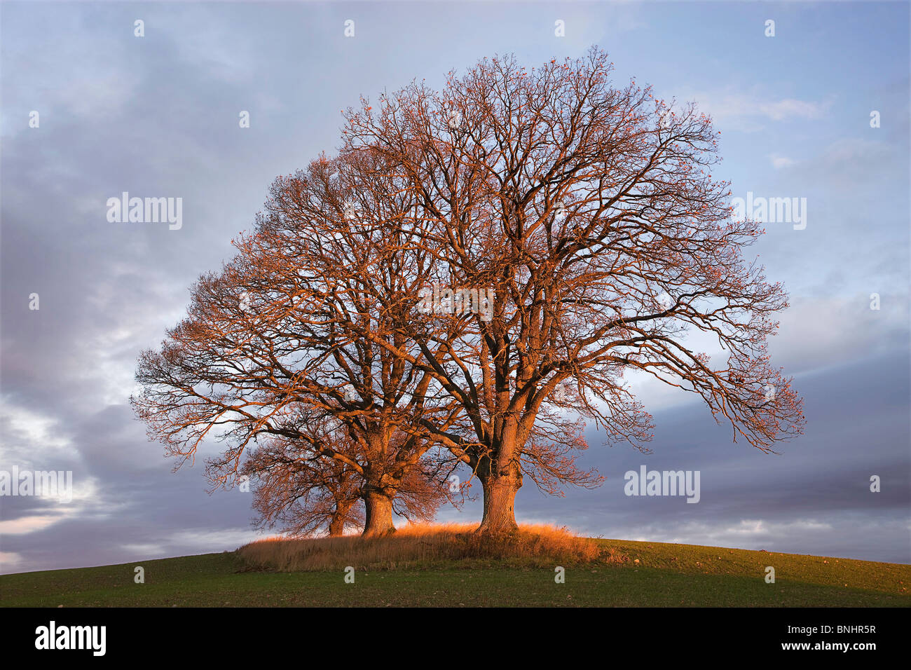 Herbst Fall Land Landschaft ländliche Wiese Natur Feld Felder im freien Sonnenuntergang Dämmerung Baum Bäume Himmel Stockfoto