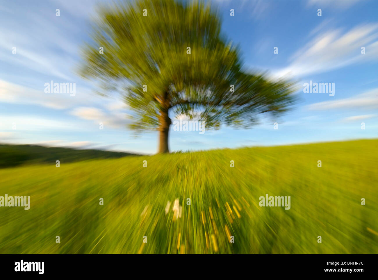 Europa UK England Eiche von Zoom Natur Sonne Tageslicht Streifen verschwommen verwischen Drehzahlfeld Zoom einsame Eiche Baum Stockfoto