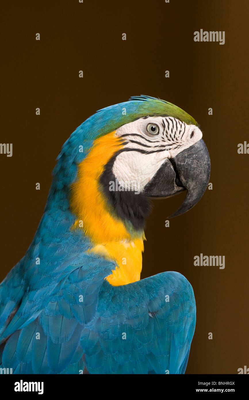 Blau und Yello Ara Papagei Ara Vogel Vögel Papageien Ara Ararauna ein portrait Stockfoto