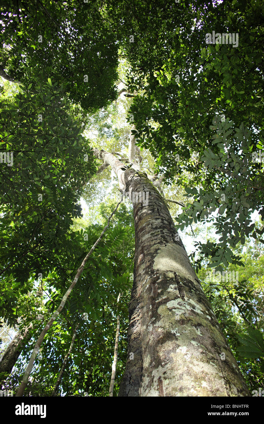 Brasilien-Amazonas Regenwald Amazonas Dschungel Wald Tropen tropischen Holz Baum  Bäume Blätter Blatt üppige grüne Natur Landschaft Baumkrone Stockfotografie  - Alamy