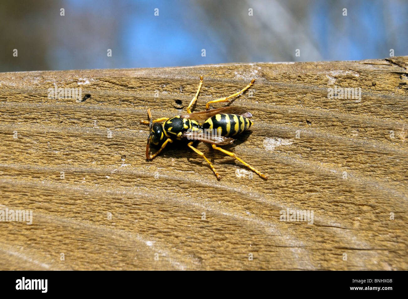 Wespe kriecht auf einem braunen Holz Textur außerhalb Stockfoto