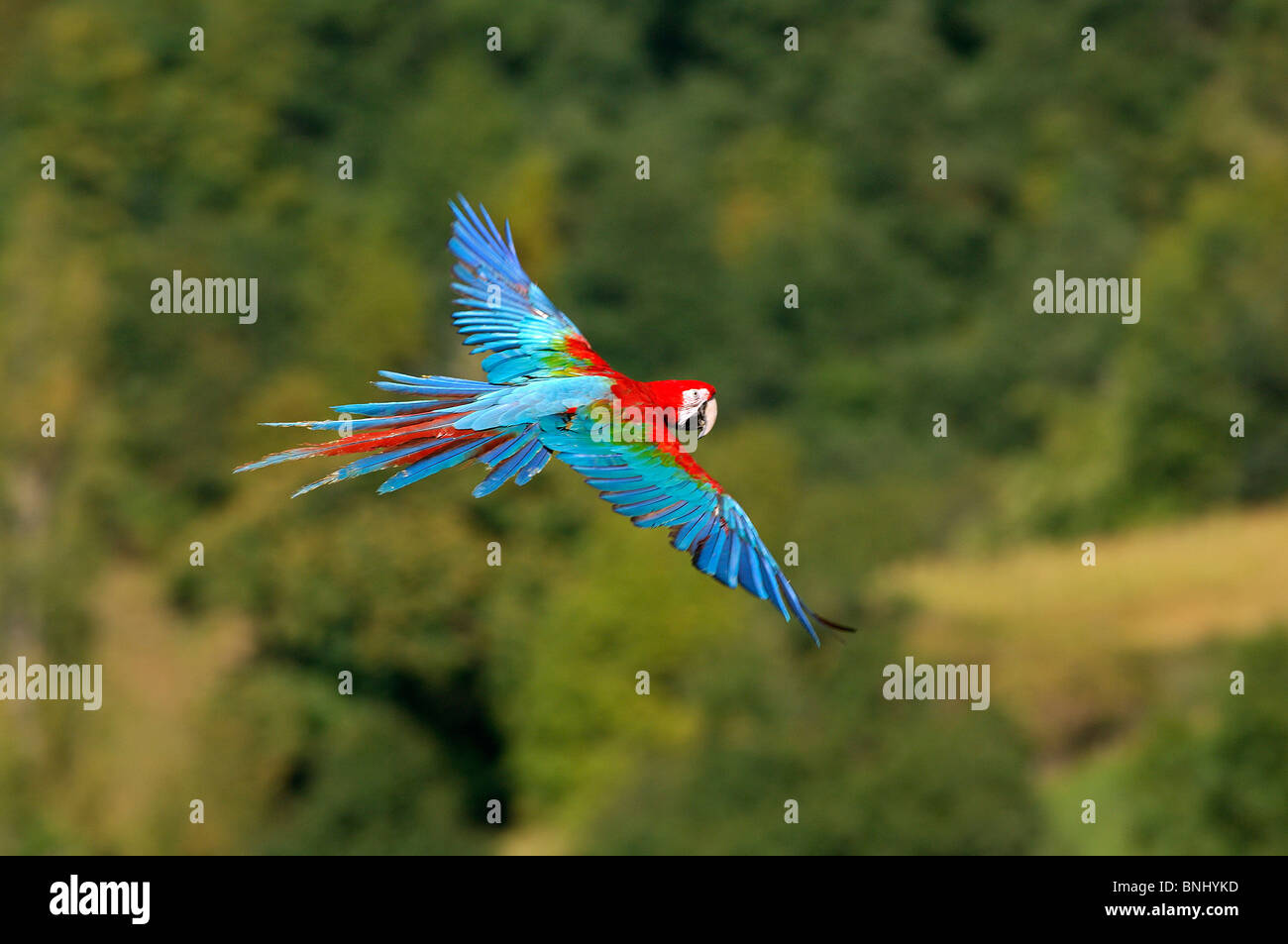 Grün-winged Ara Flug Ara Chloroptera Tier Tiere Vogel Papagei Stockfoto