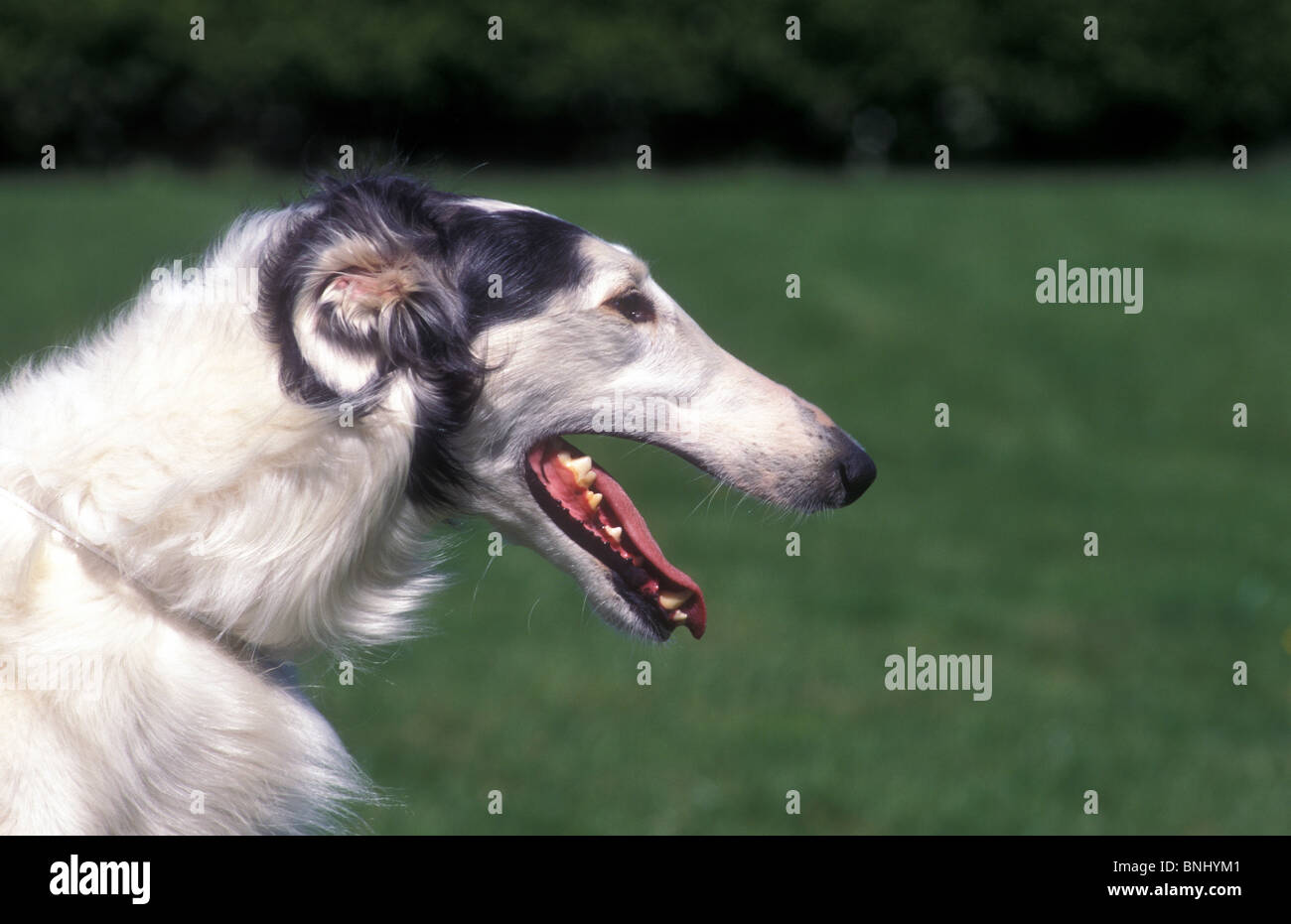 Barsoi Barzoi Russian Wolfhound Tier Tiere Haushund Haustier draußen im freien Seitenfläche Kopf Porträt Rasse Stockfoto