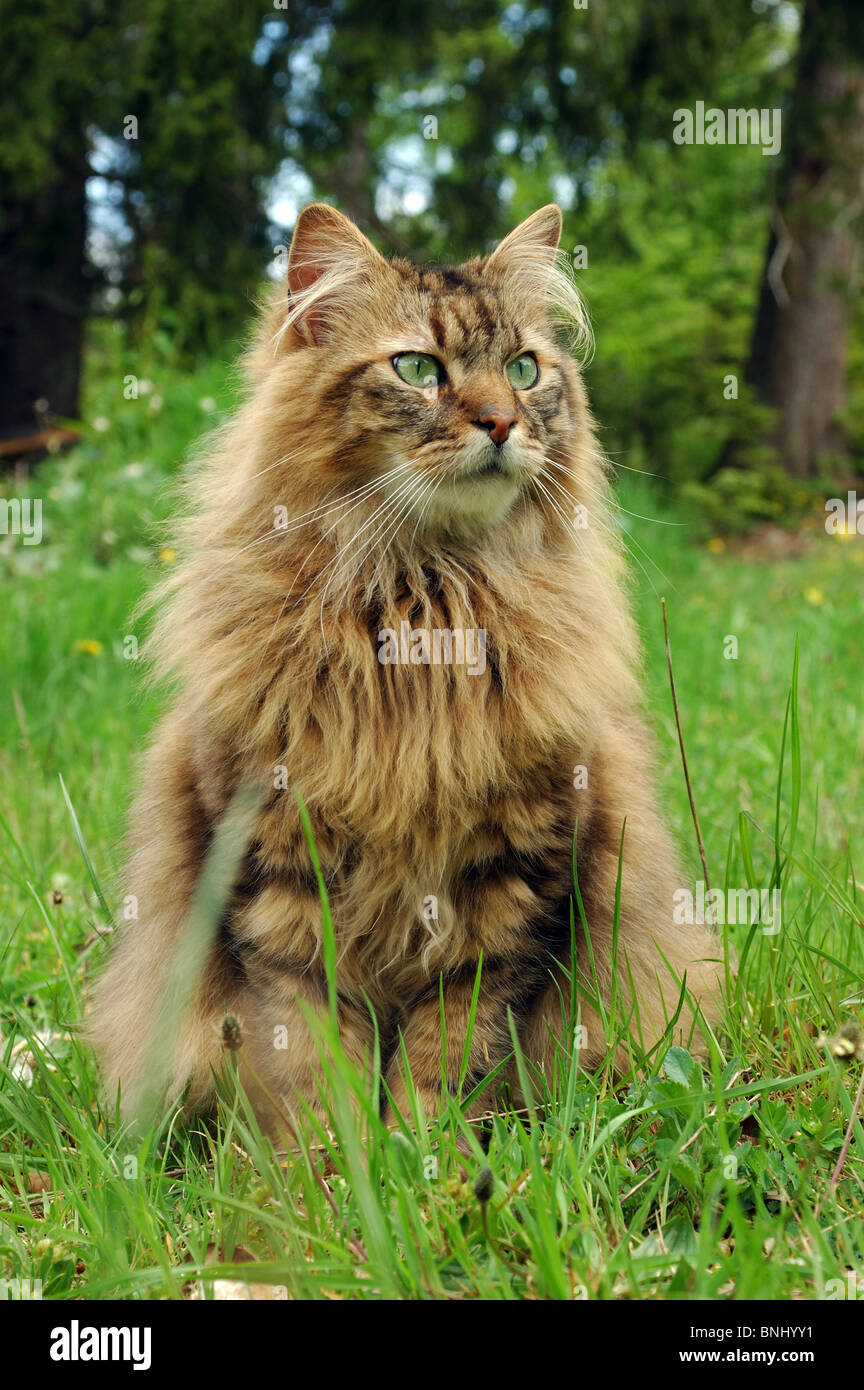 Europäische Langhaarkatze Tier Tiere draußen im freien Rasse Pet  Stockfotografie - Alamy