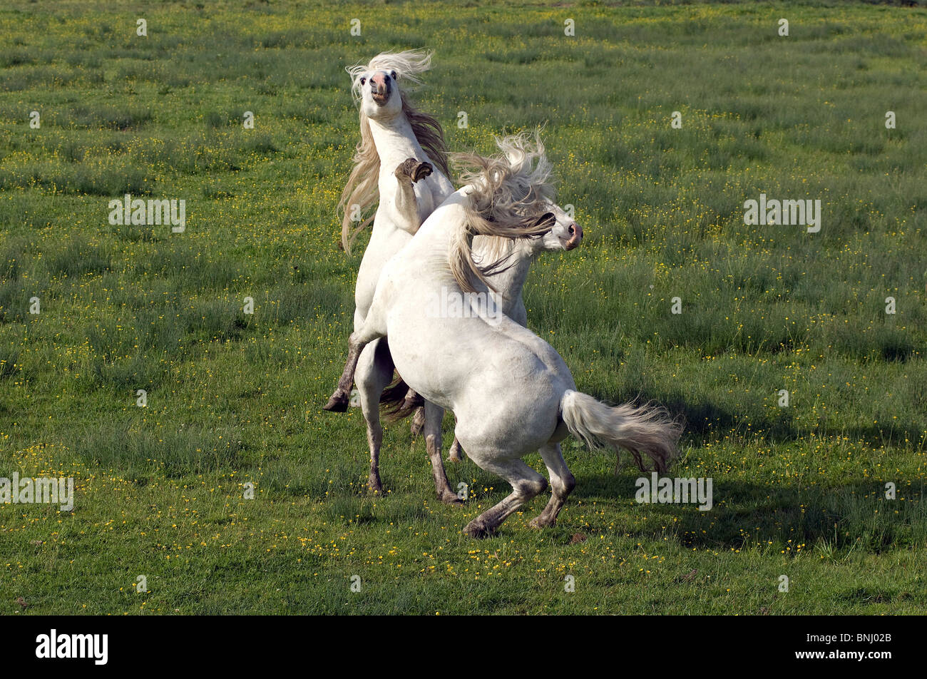 Pura Raza Espanola PRE reine Rasse Espagnole Spanisch züchten Kampf Kampf Tier Tiere zwei Pferde Pferd Stockfoto