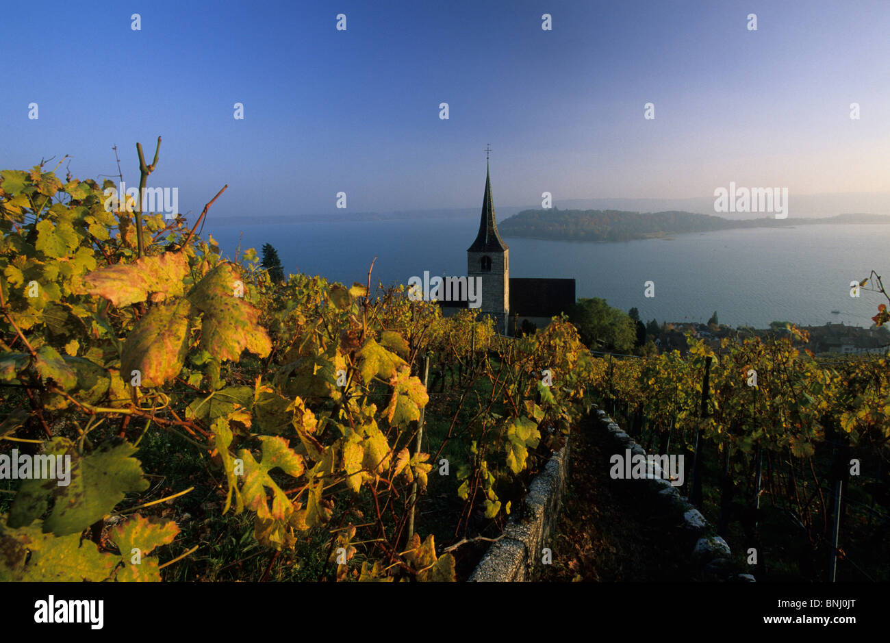 Europa Schweiz Kanton von Bern Seeland Berner Seeland Stadt von Ligerz See Biel Insel Weinberg Wein Region Peterskirche Stockfoto