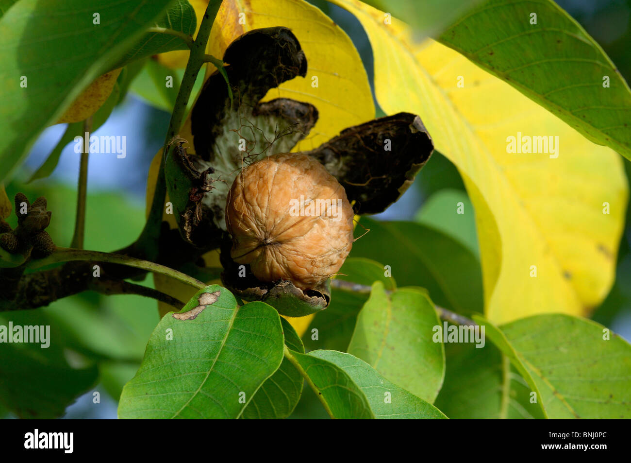 Gemeinsamen Walnuss Juglans Regia Tier Muttern Detail Nahaufnahme Nussfrüchte Blätter Blätter Zweig Ast Baum Natur Stockfoto