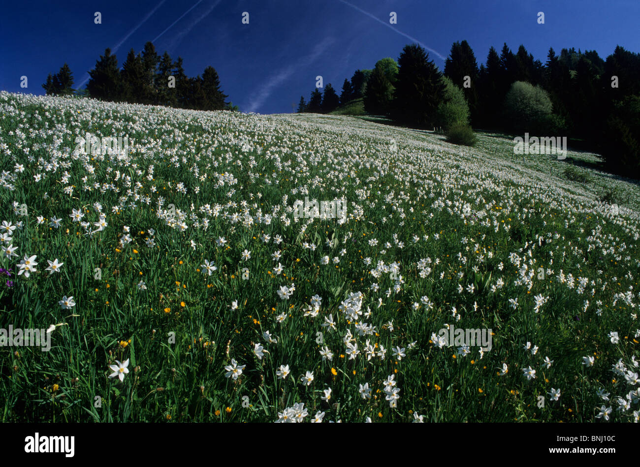 Europa Schweiz Kanton der Waadt Les Avants Narzissen wilde Narzissen  Narzisse Blumen blühen Wiese Frühlingsblumen weiß Stockfotografie - Alamy
