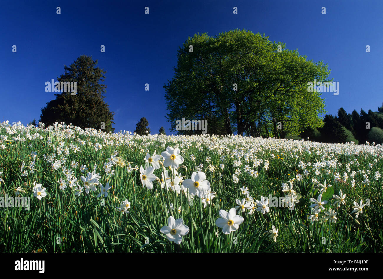 Europa Schweiz Kanton der Waadt Les Avants Narzissen wilde Narzissen Narzisse Blumen blühen Wiese Frühlingsblumen weiß Stockfoto