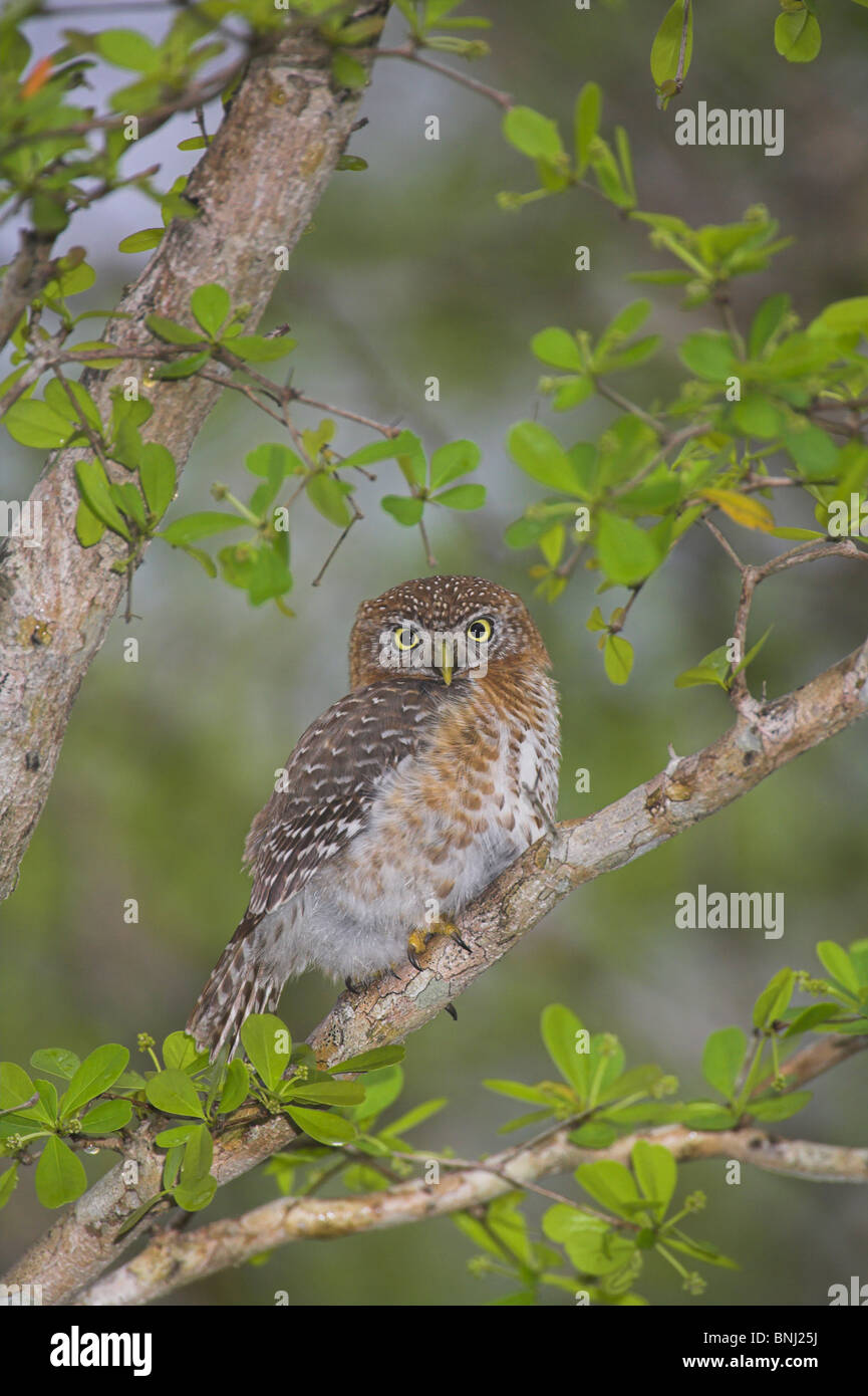 Kubanische Pygmy Eule Glaucidium Siju thront im Baum auf der Halbinsel Zapata, Republik Kuba im April. Stockfoto