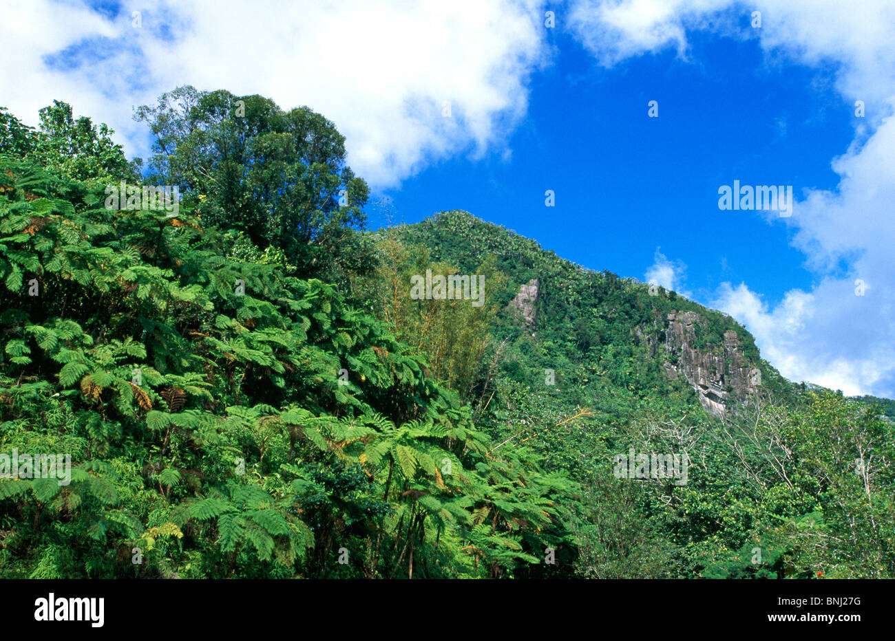 Tag Puerto Rico Insel Inseln Karibik Meer Antillen großen Antillen El Yunque Nationalpark Regenwald Stockfoto