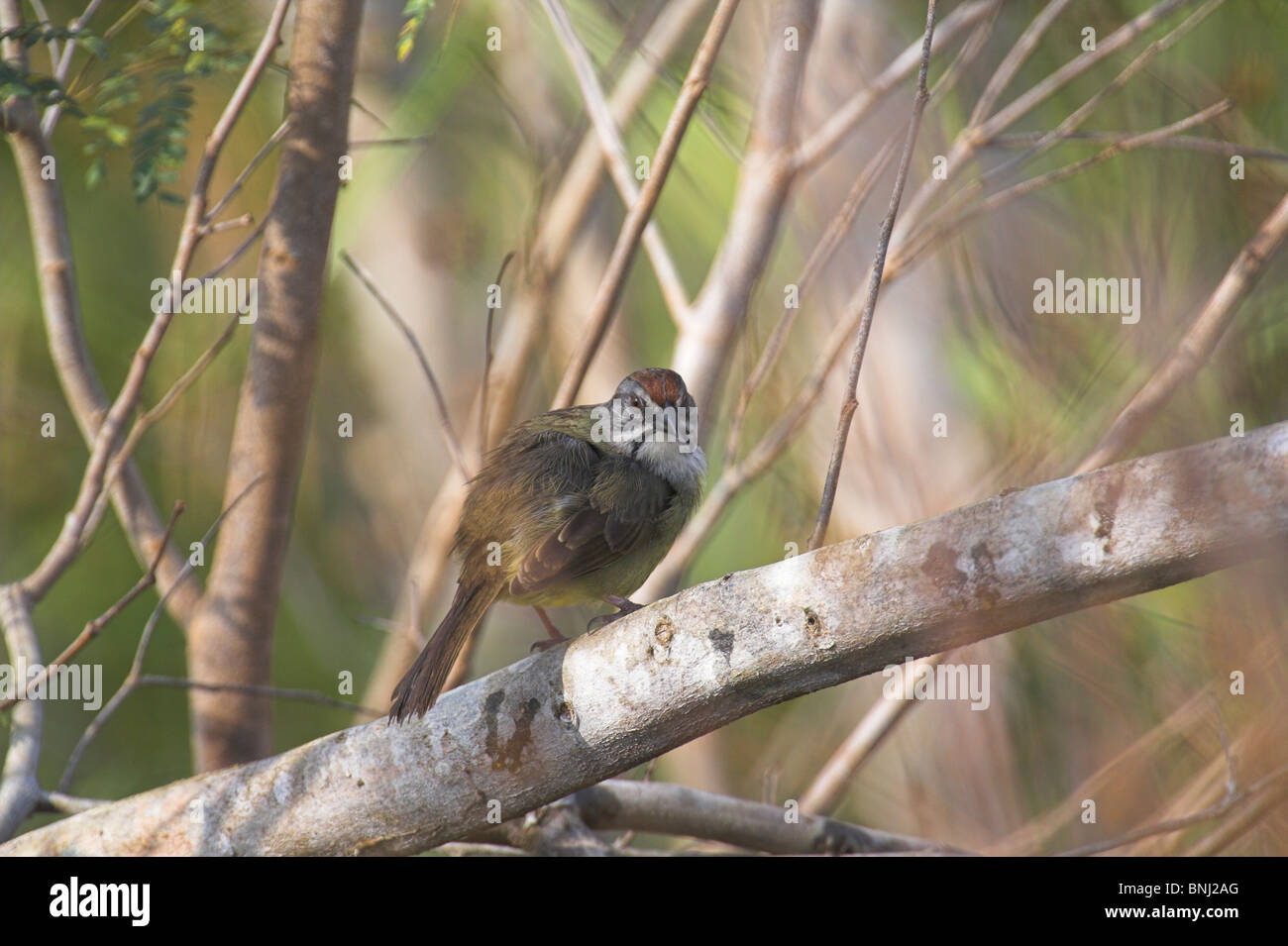 Zapata Sparrow Torreornis Inexpectata gehockt Filiale an der Halbinsel Zapata, Republik Kuba im März. Stockfoto