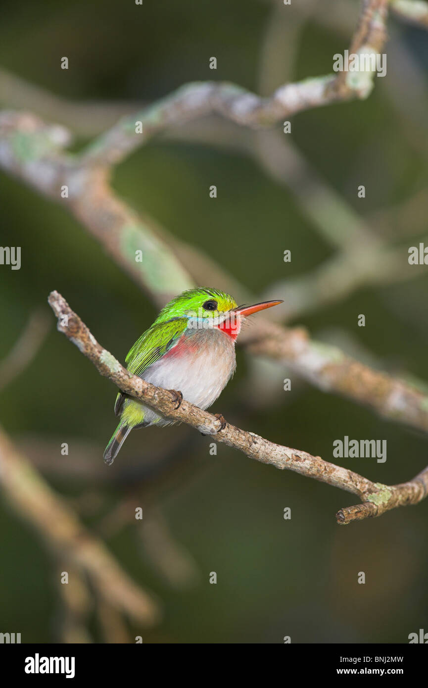 Kubanische Tody Todus multicolor gehockt Filiale an der Halbinsel Zapata, Republik Kuba im März. Stockfoto