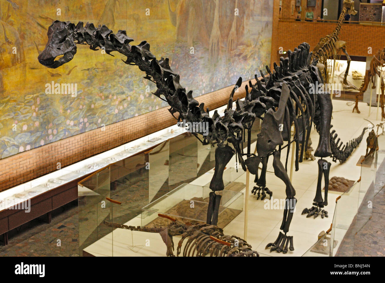 Farbe Reptil Reptilien alten Dinosaurier Dinosaurier Paläontologischen Museum Moskau Russland Skelett Knochen Knochen gigantischen Dino Dinos Stockfoto