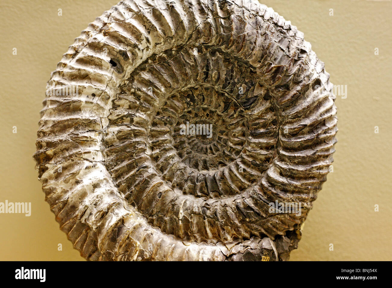Farbe Paläontologischen Museum Moskau Russland Fossilien Speetoniceras versicolor Fossil Shell Muscheln Ammoniten Ammoniten Meer vor Stockfoto