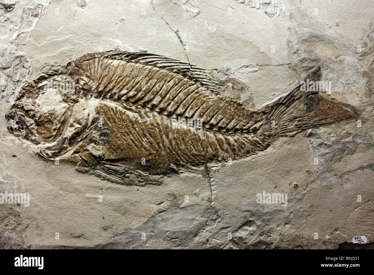 Farbe Paläontologischen Museum Moskau Russland Fossilien fossile Skelett Fisch Sparnodus Macrophthalmus Knochen Knochen Pre Geschichte pre Stockfoto