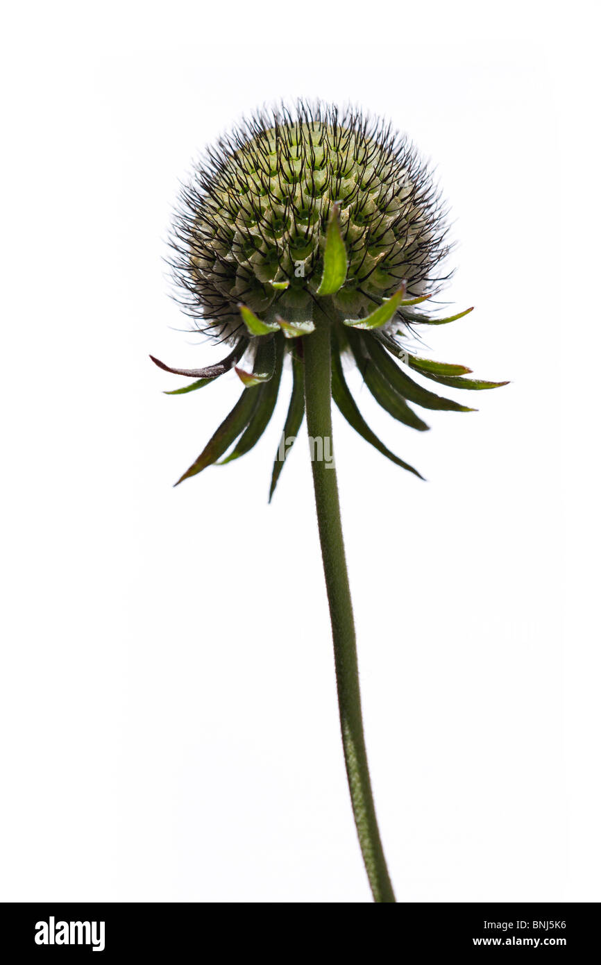 Scabiosa kolumbarien 'Misty Schmetterlinge nach der Blüte gegen den weißen Hintergrund Stockfoto