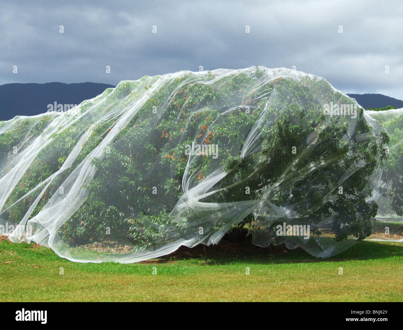 Australien-Queensland Innisfail net Netze Lychee Litschi Plantage Baumschule über, die über dieser Farm Plantage screening-Wache Stockfoto