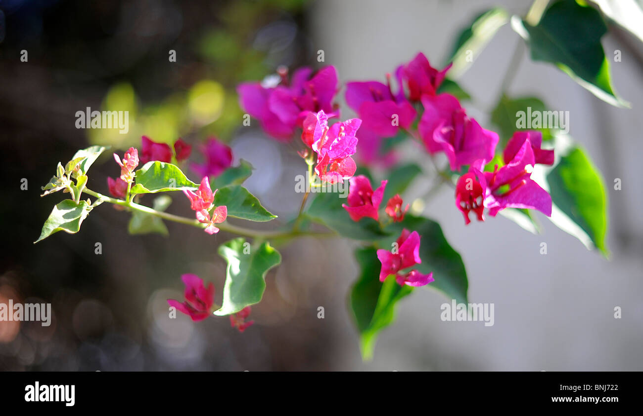Bougainville-Blume, Blüte, Rose, Baum, Blume, Bluete, Bougainvillea Stockfoto
