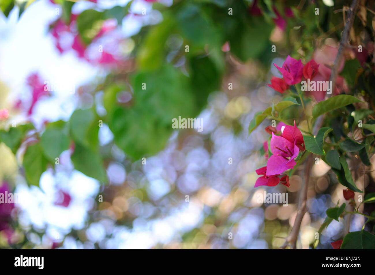 Bougainville-Blume, Blüte, Rose, Baum, Blume, Bluete, Bougainvillea Stockfoto