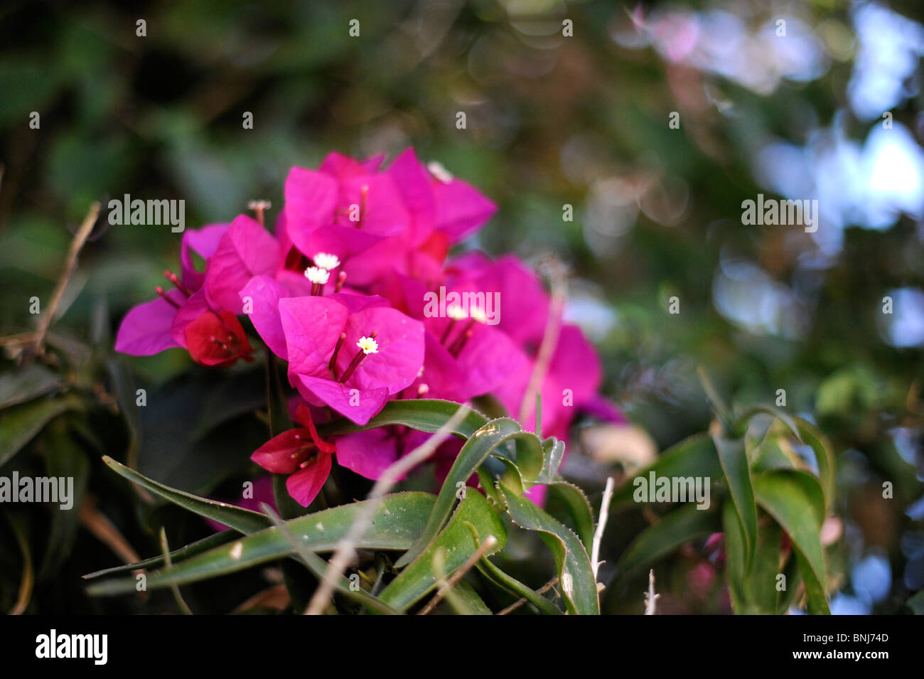 Bougainville-Blume, Blüte, Rose, Baum, Blume, Bluete, Bougainvillea Stockfoto