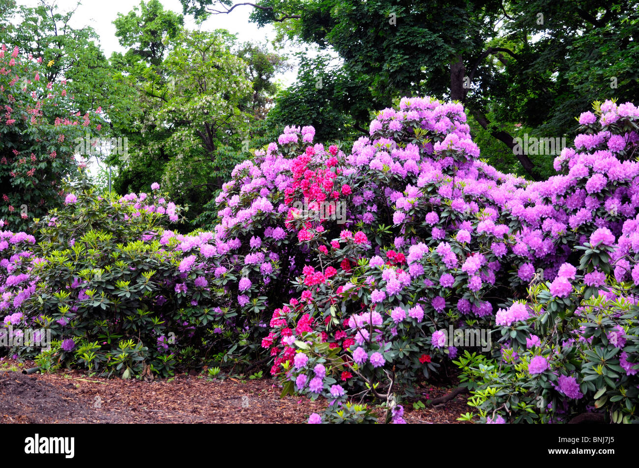 Blume Büsche, Wien, Österreich, Europa Stockfoto