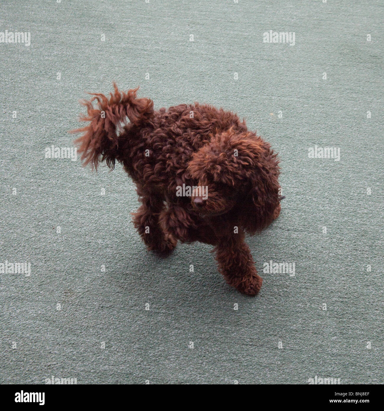 chocolate mini poodle