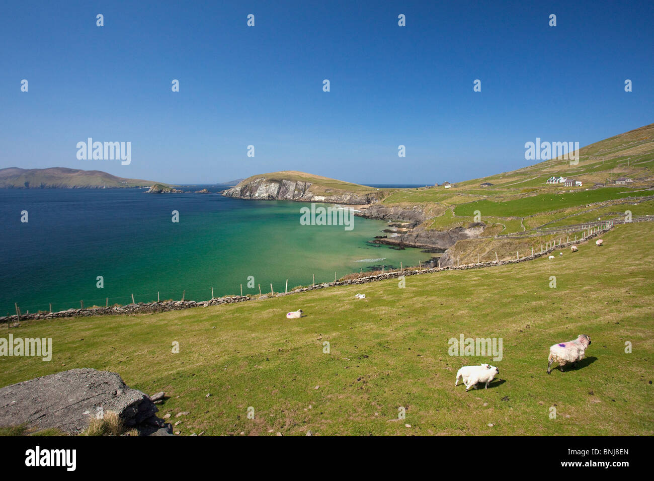 Slea Head Dingle Halbinsel County Grafschaft Kerry im Frühlingssonnenschein Republik von Irland Irland Europa Stockfoto