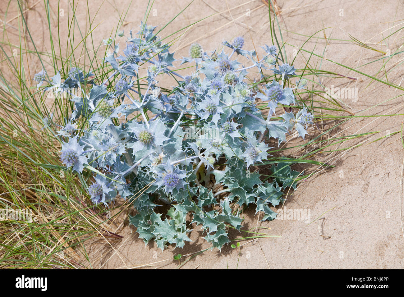 Meer Holly (Eryngium Maritimum) wächst in Dünen hinter Talacre Strand in Nord-Wales Stockfoto