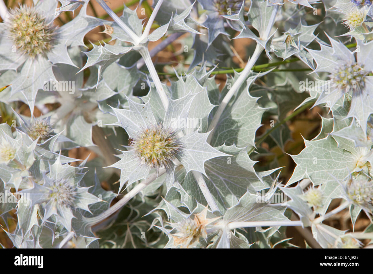 Meer Holly (Eryngium Maritimum) wächst in Dünen hinter Talacre Strand in Nord-Wales Stockfoto