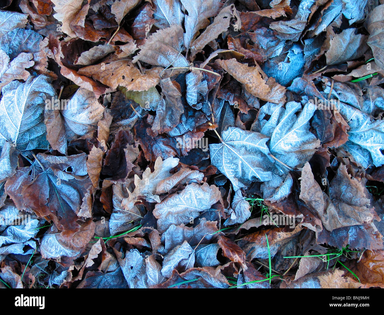 Herbst, die Herbstfarben Herbstmonat Herbst fallen Blätter plötzlichen Frost neue Grasgrün Kiel Schleswig-Holstein Deutschland Natur Stockfoto