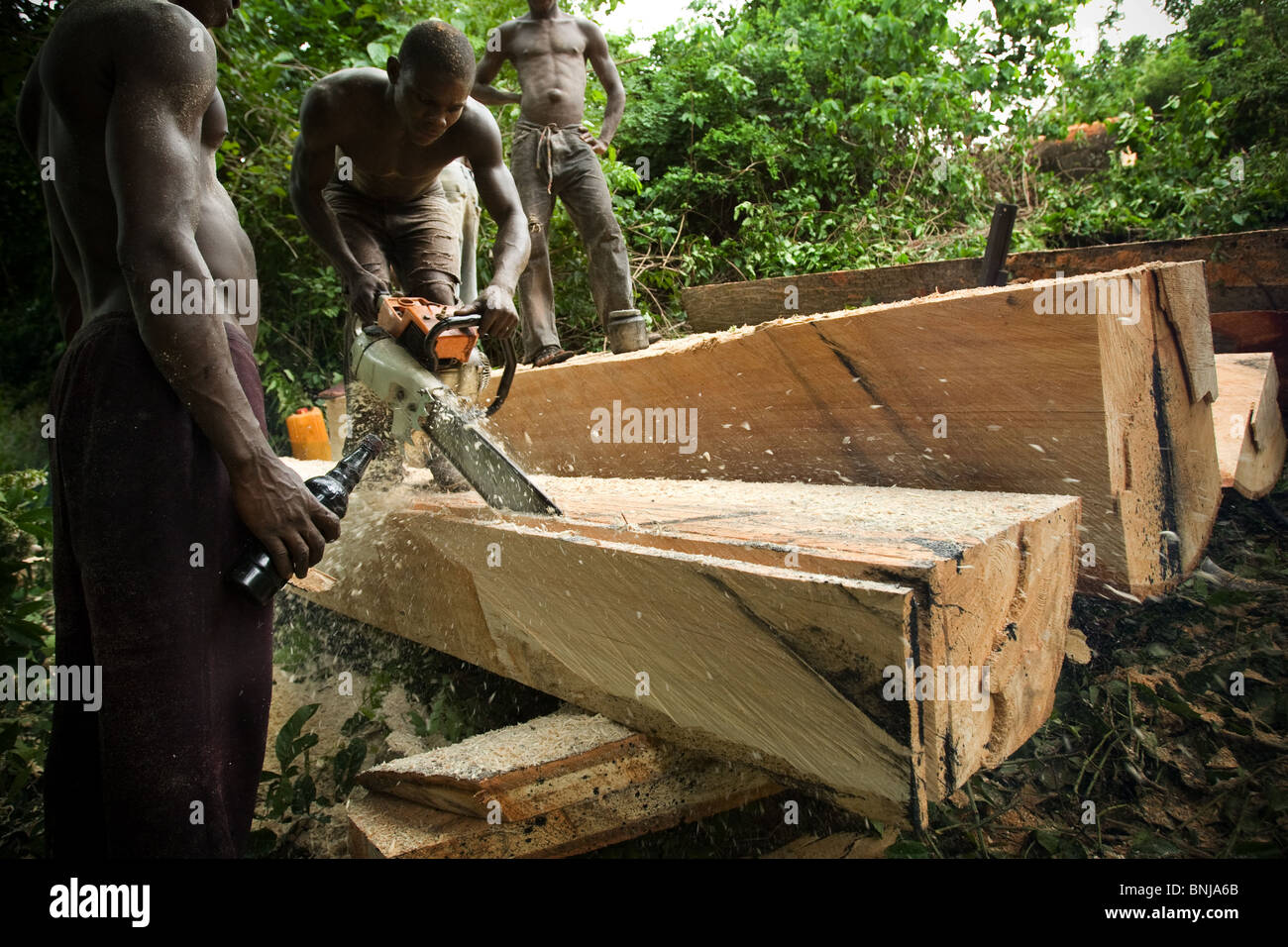 Männer benutzen eine kleine Kettensäge Bretter aus dem Stamm von einem großen Ceiba Baum schneiden nach dem Abholzen auf landwirtschaftlichen Nutzflächen, ghana Stockfoto