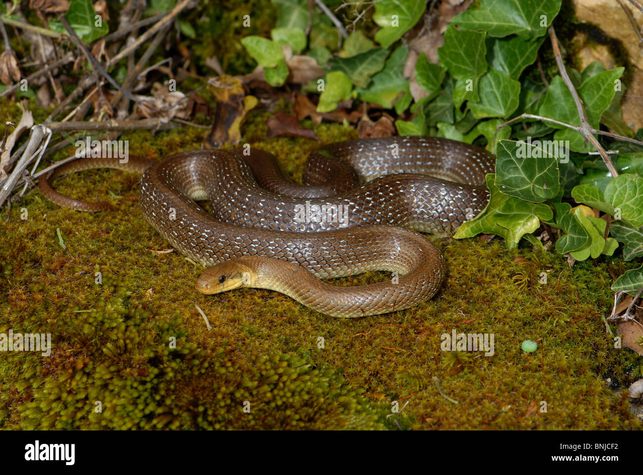 Aesculapian Schlange Colubrid Nattern Zamenis l. Longissimus Schlangen Reptilien Reptilien Porträt geschützt Schlange gefährdet Stockfoto