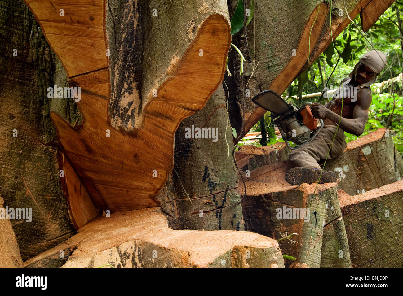 Ein Mann schneidet einen großen Ceiba Baum auf landwirtschaftlichen Flächen in der Nähe von Asamankese, Eastern Ghana auf Dienstag, 6. Mai 2008. Stockfoto