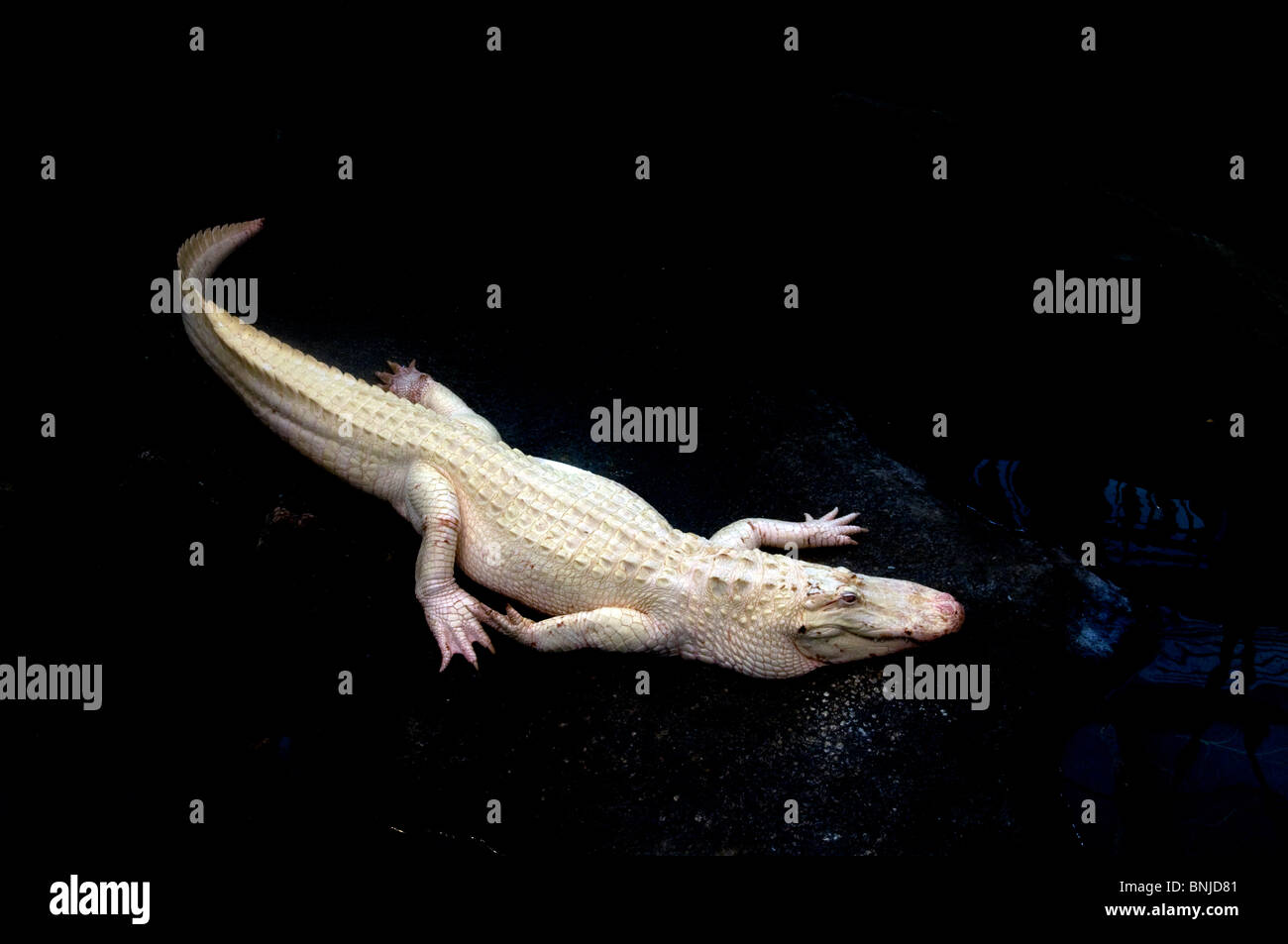 Albino Alligator 2008 Tier Natur Wildwasser Reptil Stockfoto