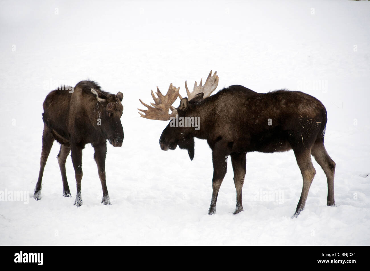 Elchen Alces Alces Alaska Winter 2008 Tier Natur zwei Schnee Stockfoto