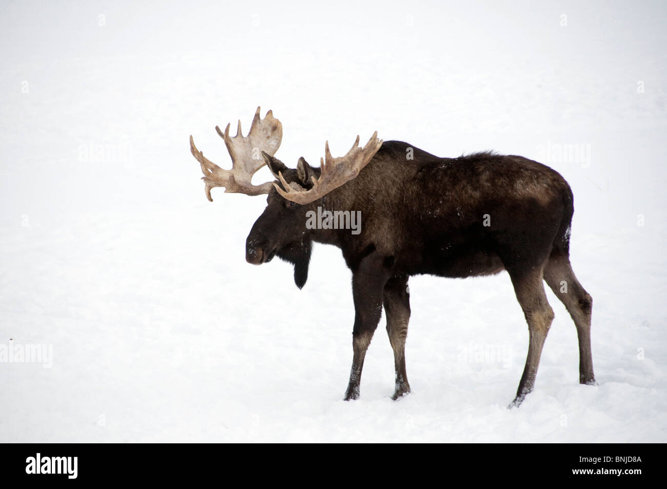 Elch Alces Alces Alaska Winter 2008 Tier Natur einer männlichen Schnee Stockfoto