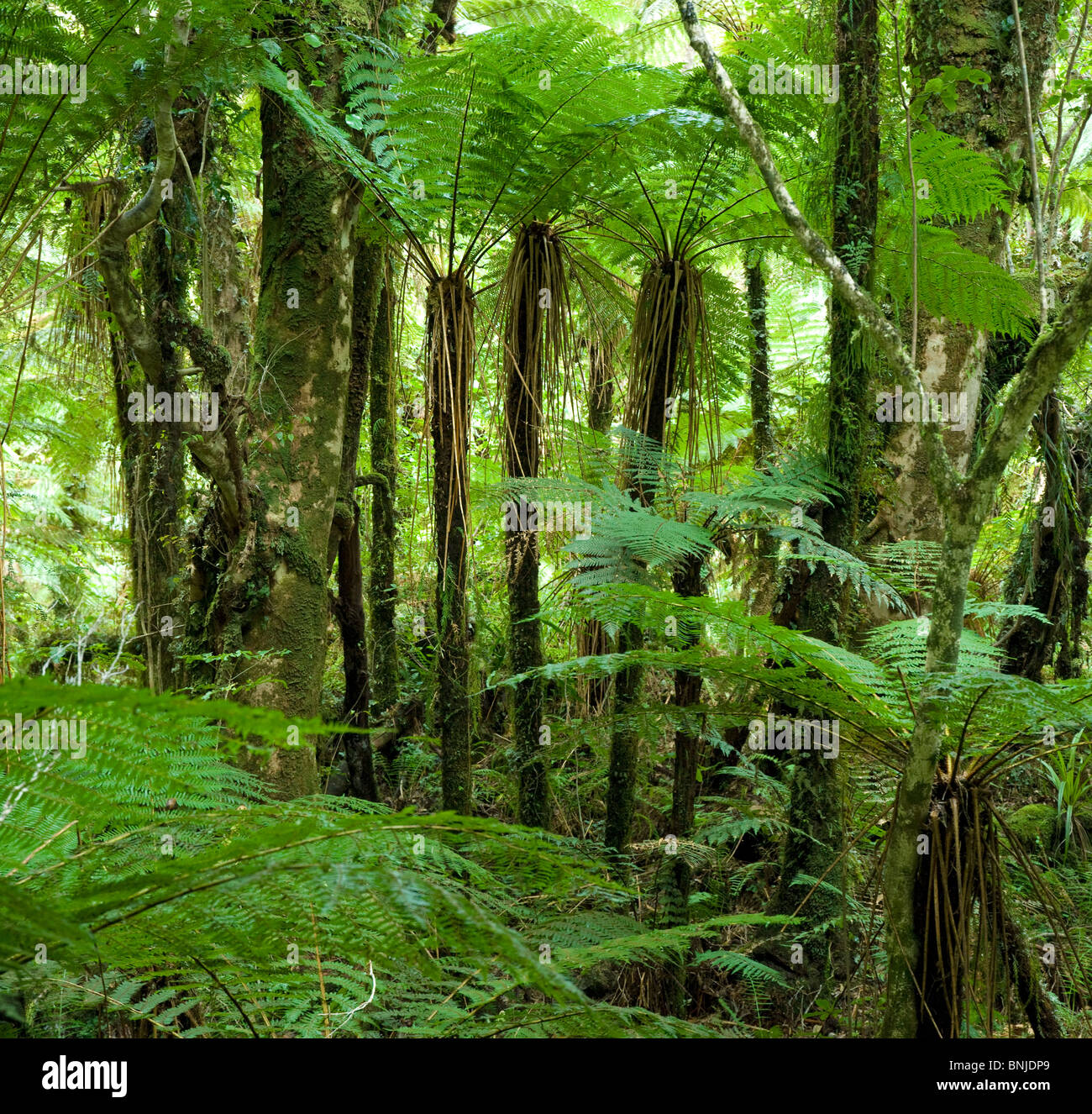 Baumfarn Wald Neuseeland Stockfoto