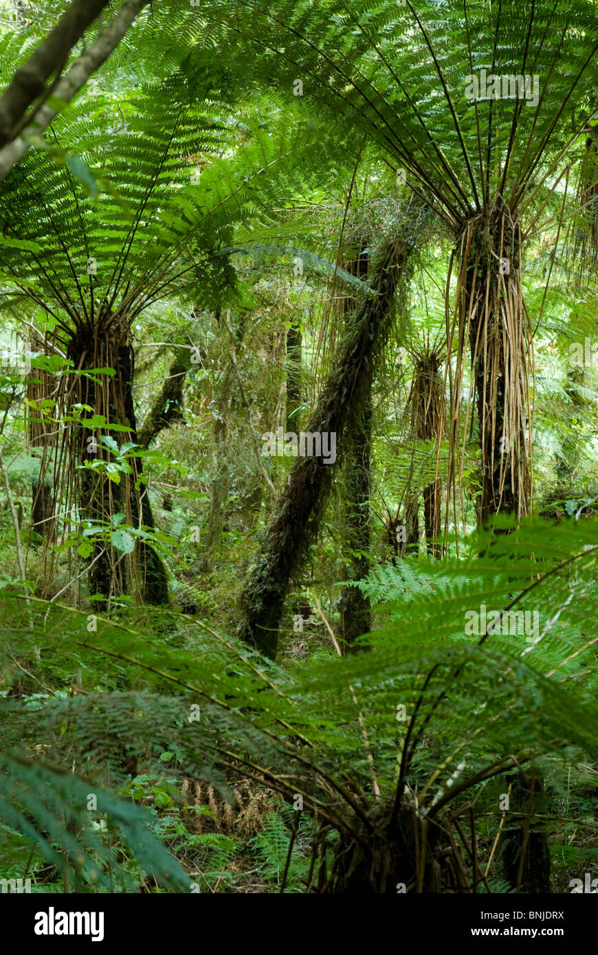 Baumfarn Wald Neuseeland Stockfoto