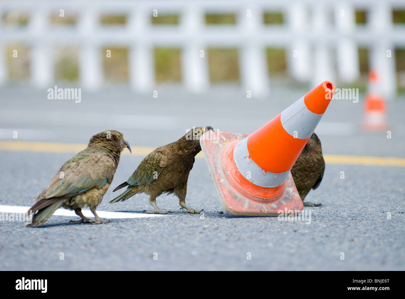 Kea Nestor Notabilis Berg Papagei Stockfoto