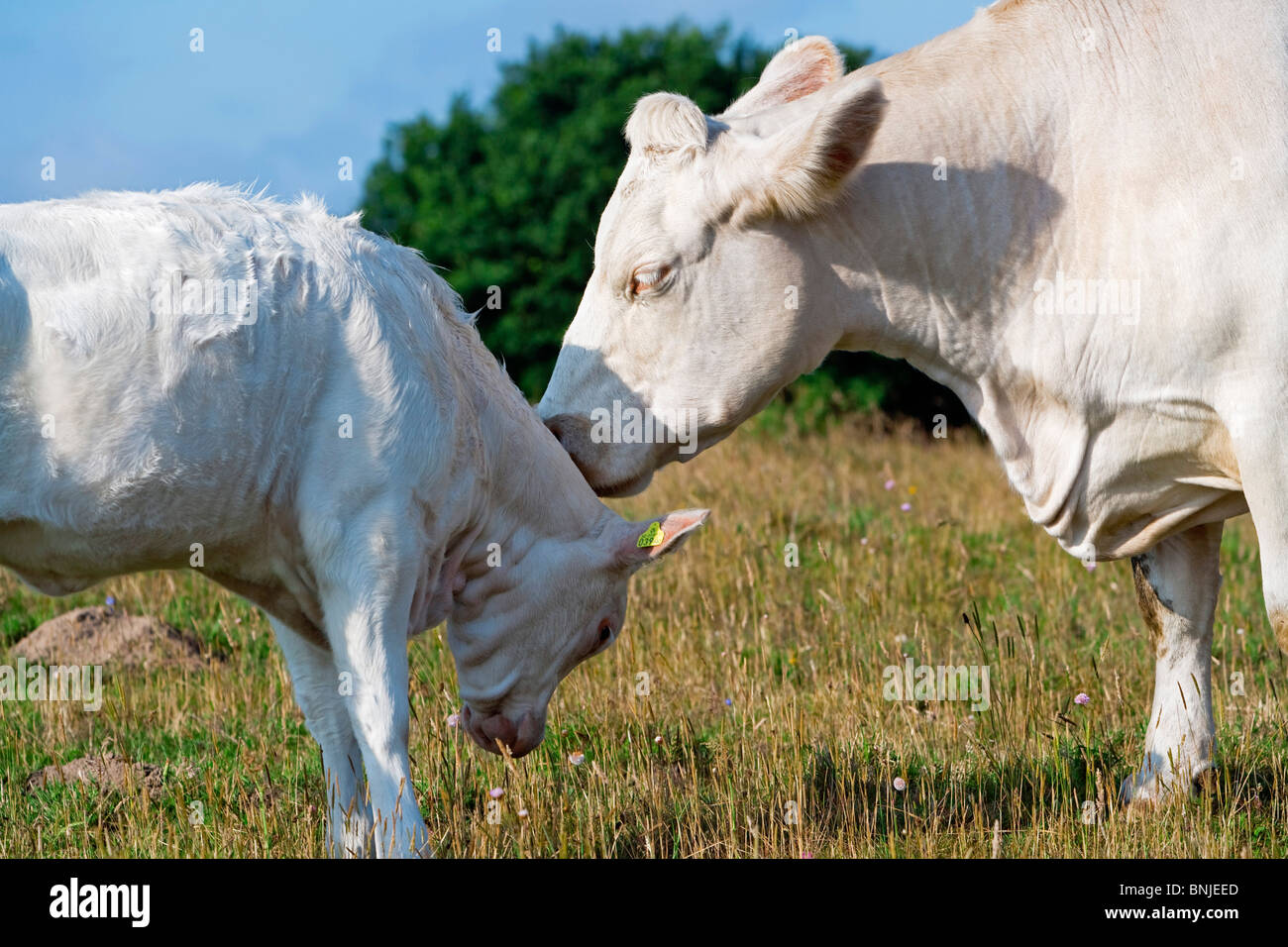 Schweden Skane Landwirtschaft Tier Kalb Kälber Rinder Kuh Kühe Tag Europa außen Nutztiere Grass Grünland Landwirtschaft Stockfoto