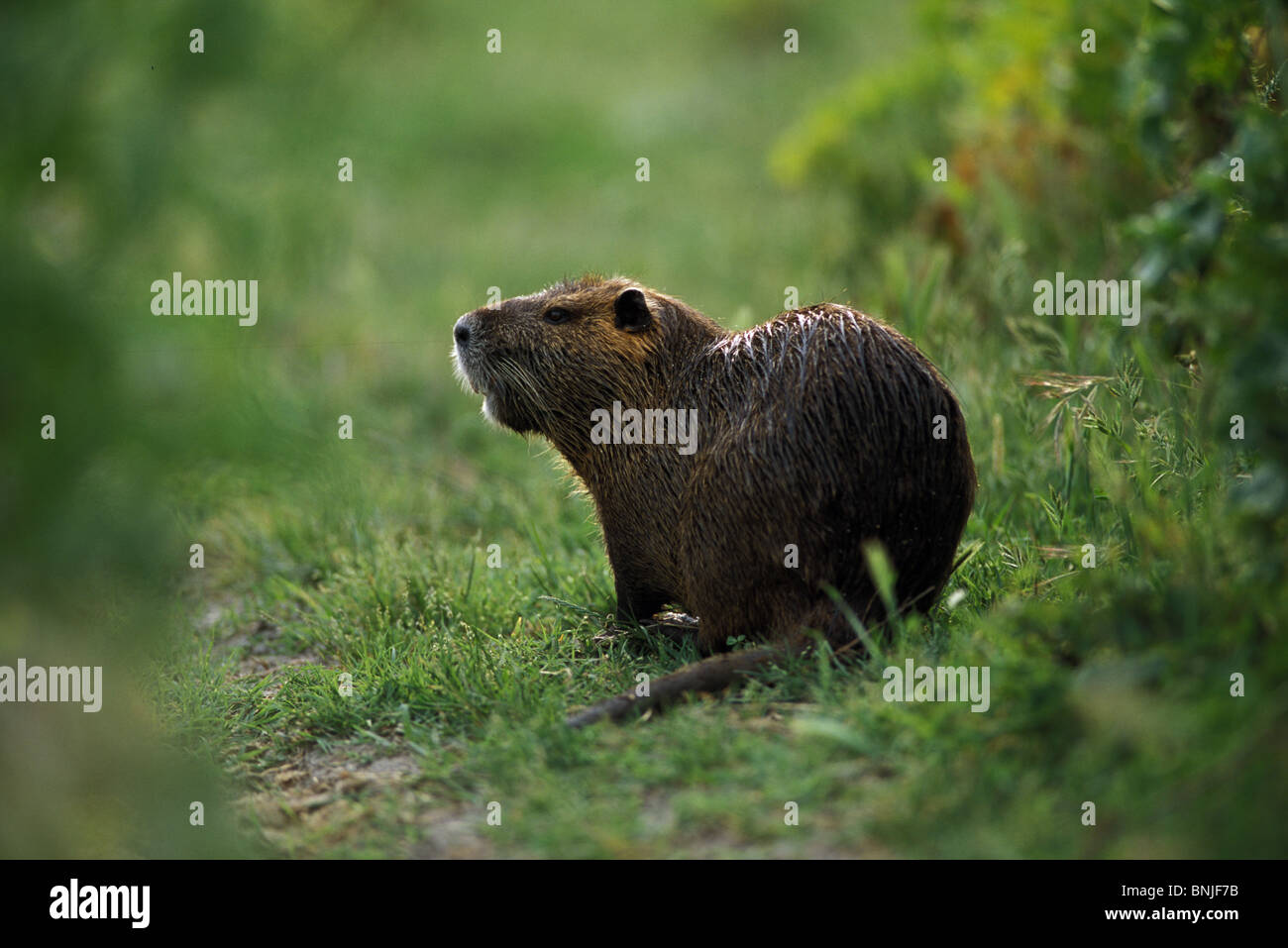 Nutria Nutrias Camargue südlichen Frankreich Biber brummeln eingeführt invasive Tier Arten Stockfoto