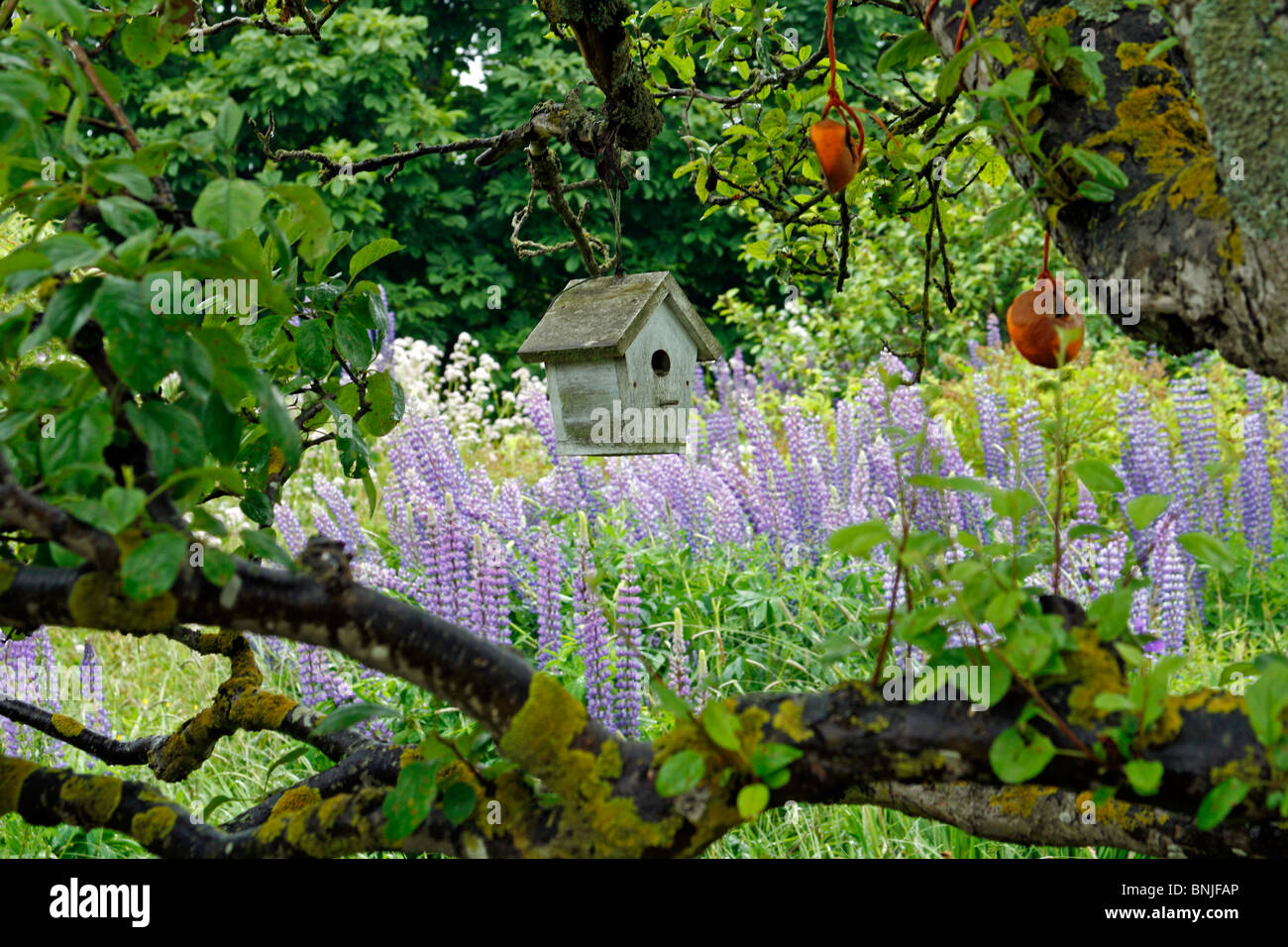 Maine Küste Monhegan Island New England USA remote Offshore-Wildblumen Vogelhaus Apfel Baum Lupine Lupinen Stockfoto
