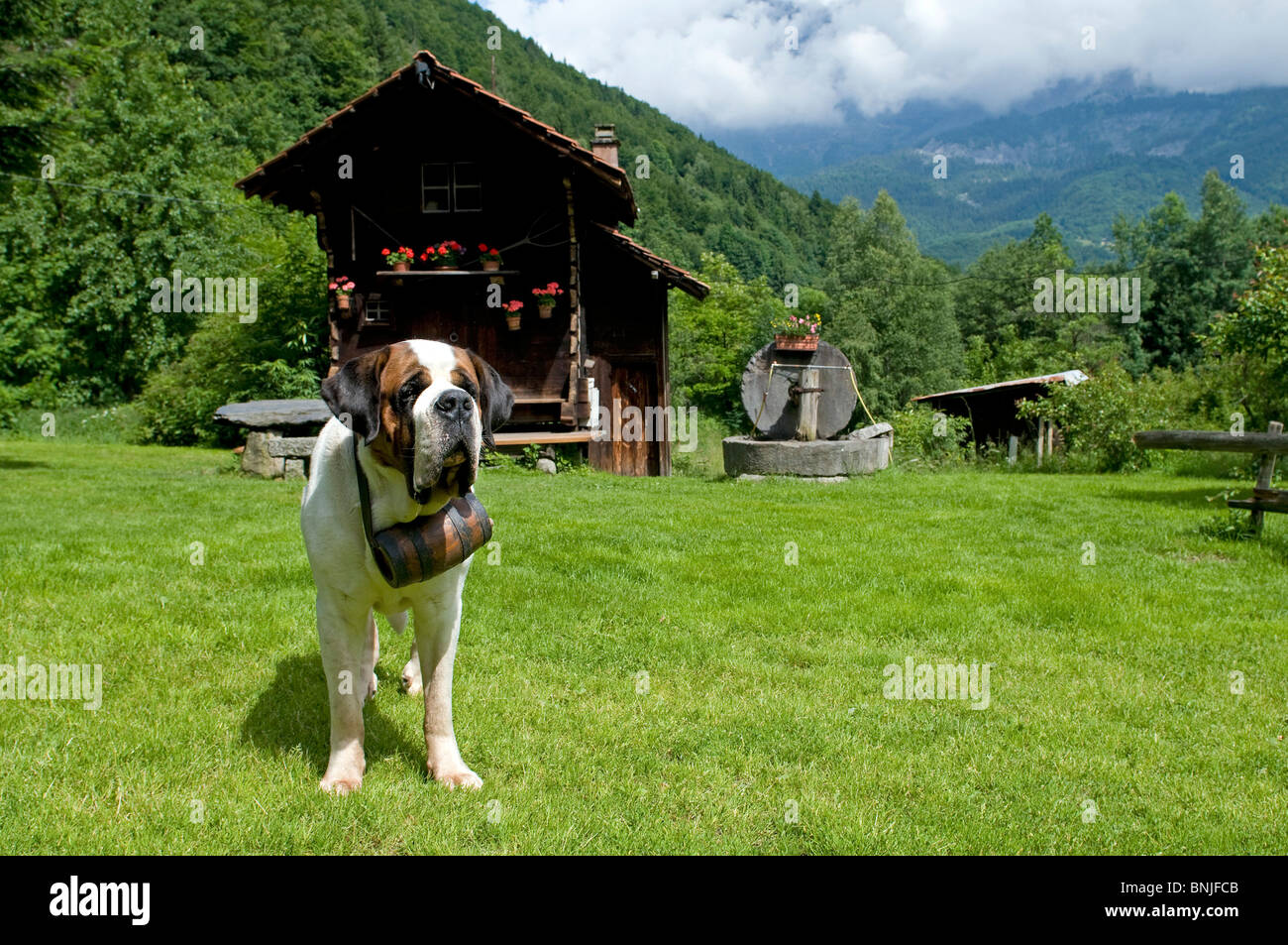 Bernhardiner Hund Schweizer Rasse draußen im Freien im freien Haustier  Erwachsenen Lauf der Schweiz Alpen Berg Berge Cabine Alphütte  Stockfotografie - Alamy