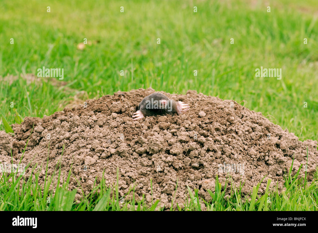 Maulwurf talpa europaea Fotos und Bildmaterial in hoher Auflösung Alamy