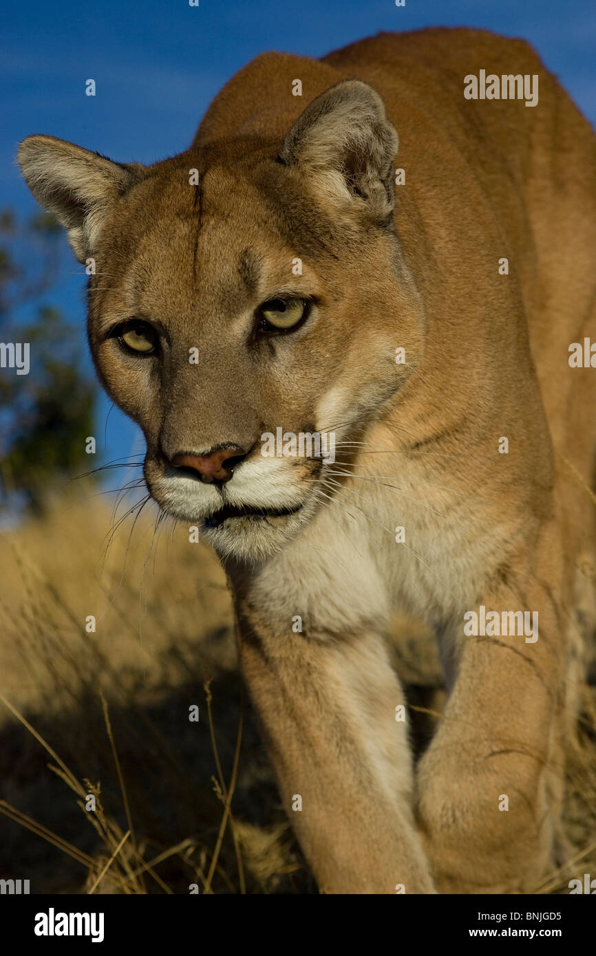 Tiere Raubkatzen kanadischen Cougars Kreaturen Familie Felidae Felines Generalisten Grasland Jagd Kätzchen Kitty Mammalia Stockfoto