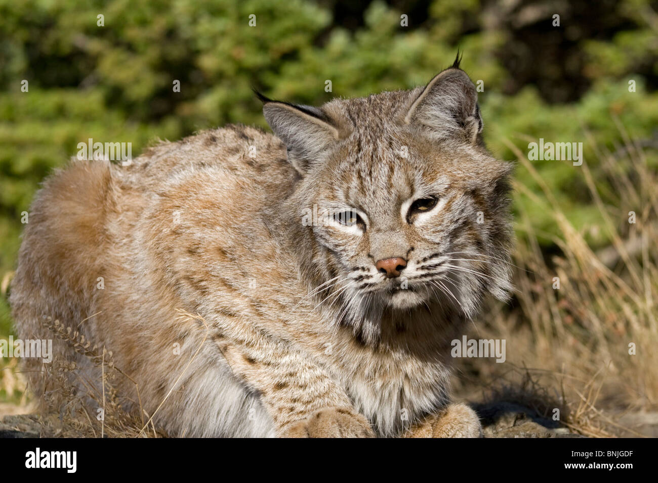 Erwachsenen Bobcat sitzt auf einem Felsvorsprung in der Hitze des Sommers Tiere schaukelte Tails Bobcats kanadischen Carnivora Fleischfresser Katzen Stockfoto