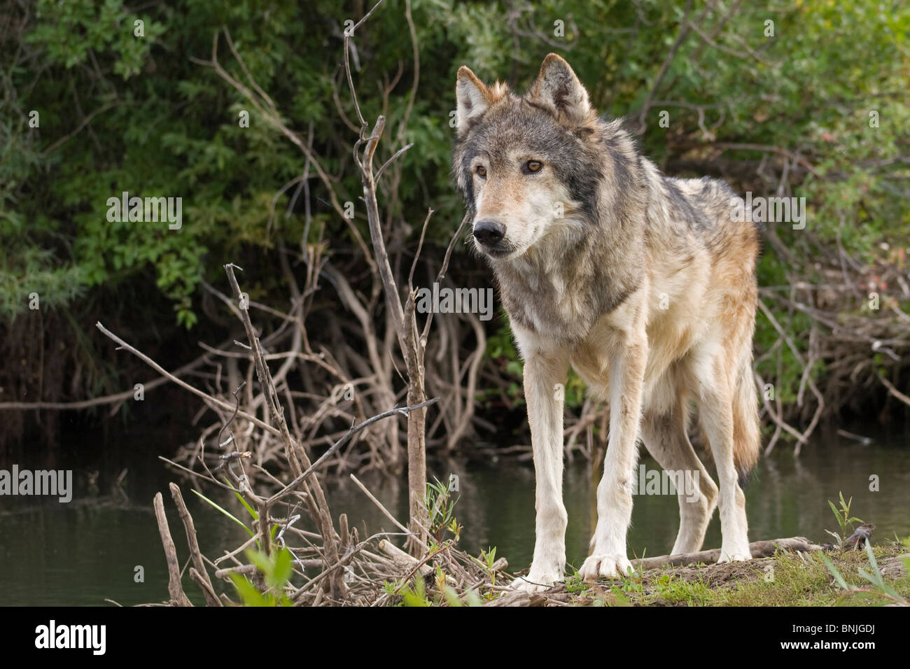 Graue Wölfe in der Nähe steht in der Nähe eines Flusses in einer bewaldeten Gegend Tiere Verhaltensweisen Verhaltensweisen kanadischen Caniden Eckzähne Canis lupus Stockfoto